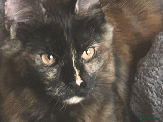 Maine Coon cats 1 beautiful maine coon kittens left - Advert 8