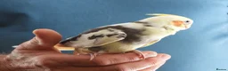 Cockatiels birds for sale: Hand Reared Cockatiels - Advert 11