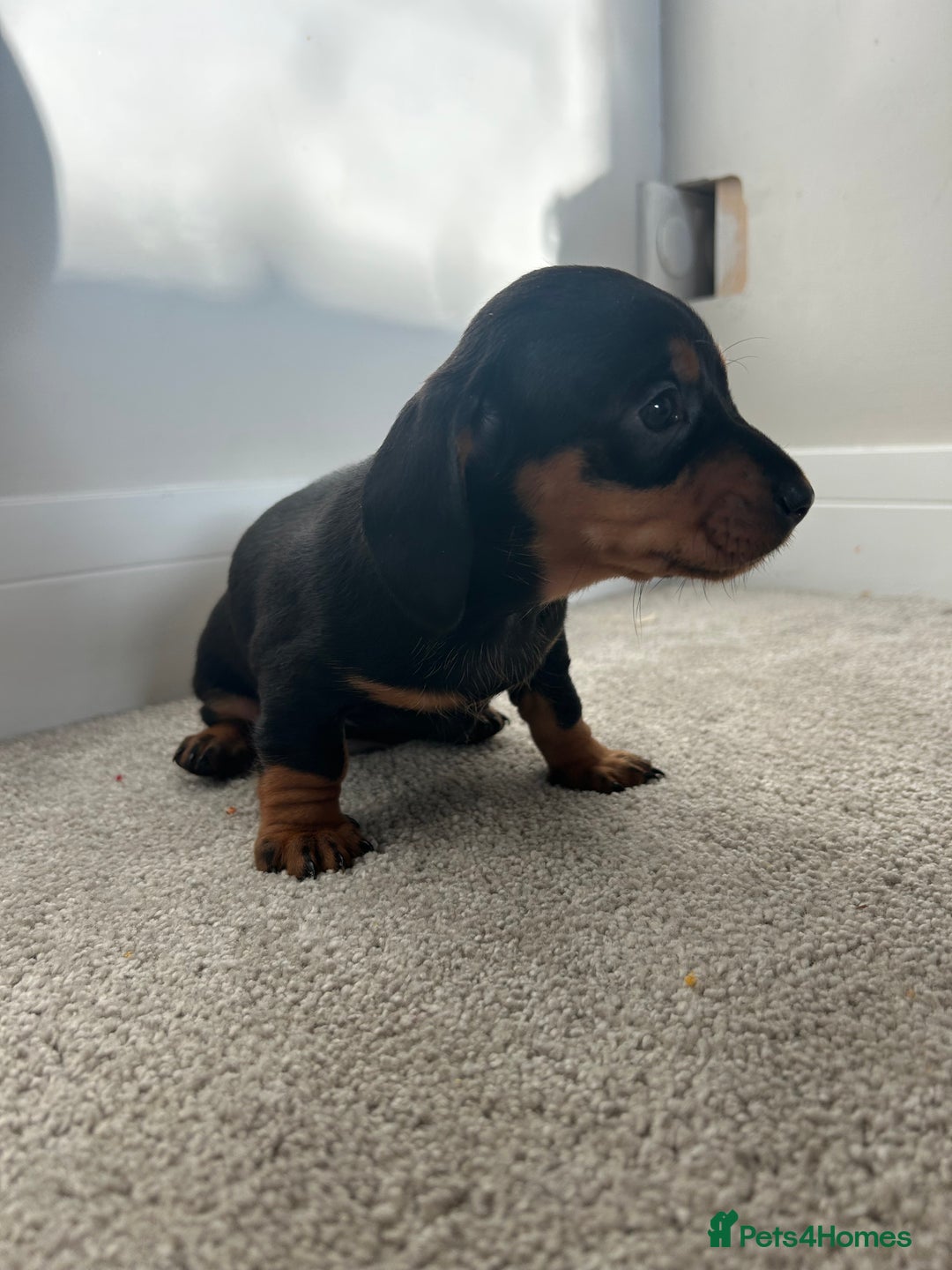 Miniature Dachshund dogs for sale: Miniature Dachshund babies  - Advert 10