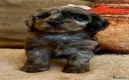 Cavapoo dogs for sale: TOY Fluffy Cavapoo’s From Health Tested Parents - Image 14
