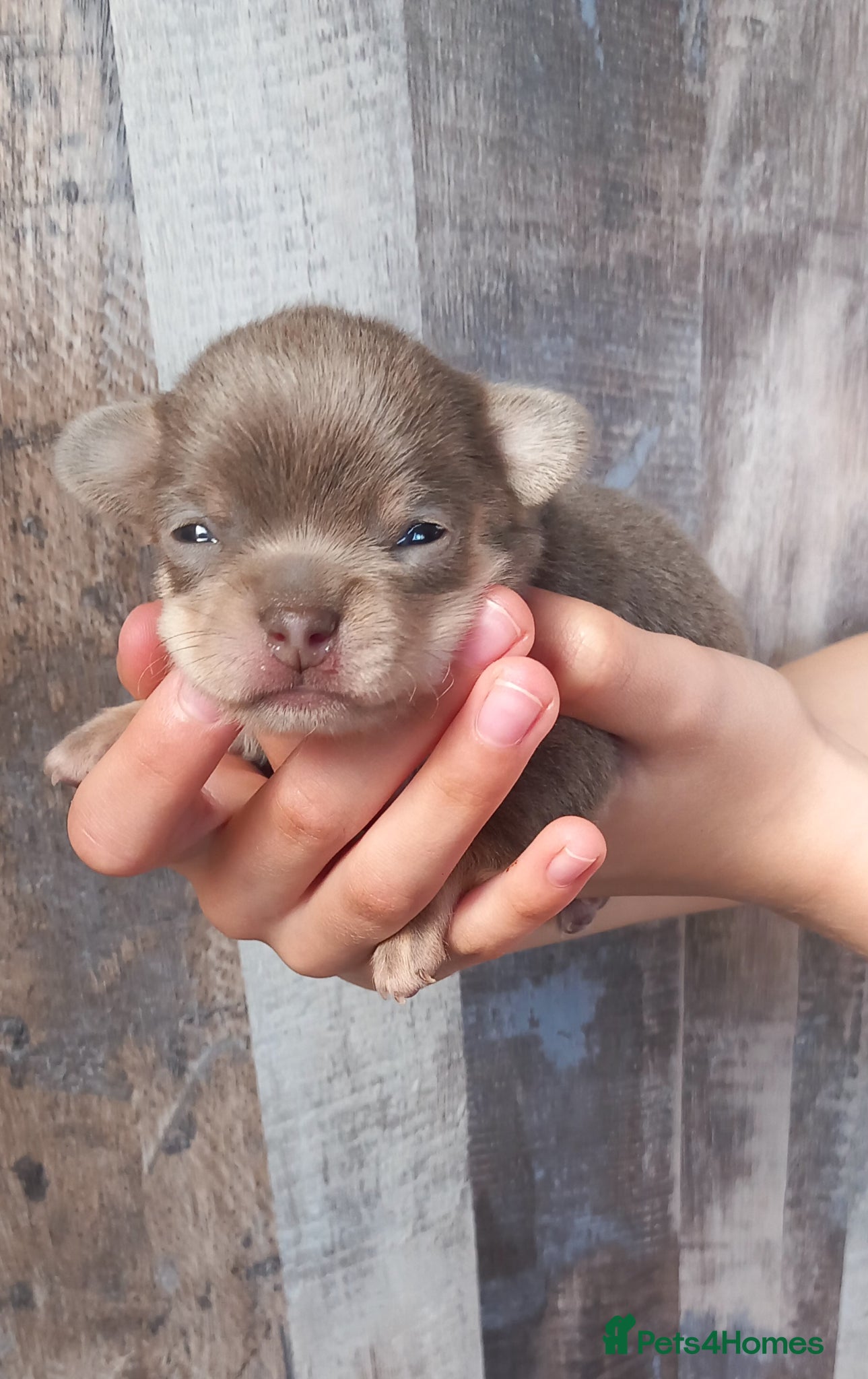 Chihuahua dogs ❤️‍🔥Dna tested parents❤️‍🔥1Boy Lilactricolour SC - Advert 3