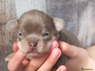 Chihuahua dogs ❤️🔥Dna tested parents❤️🔥1Boy Lilactricolour SC - Advert 3