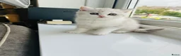 British Shorthair cats for sale: Beautiful BSH Males  - Advert 19