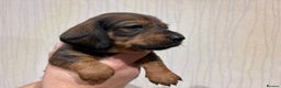 Dachshund dogs for sale: Standard Dachshund Puppies - Advert 7