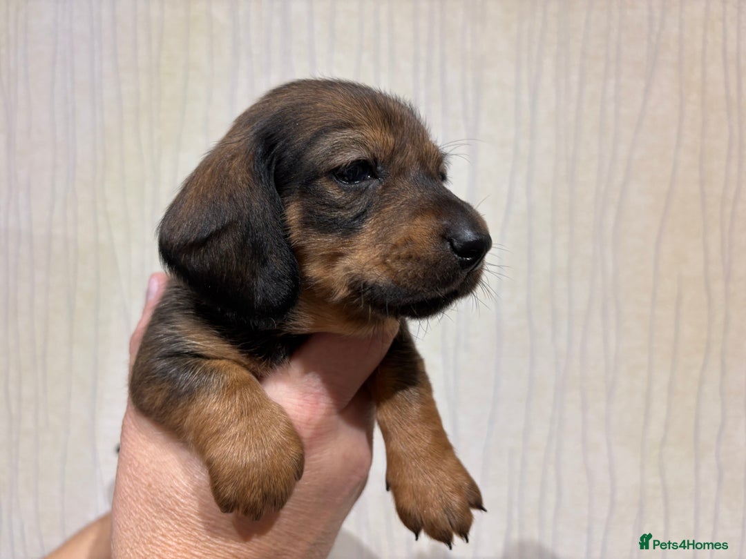 Dachshund dogs for sale: Standard Dachshund Puppies - Advert 7