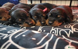 Miniature Dachshund dogs for sale: Miniature dachsund  - Image 1