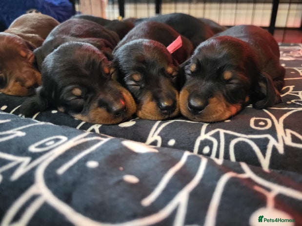 Miniature Dachshund dogs - Advert 5