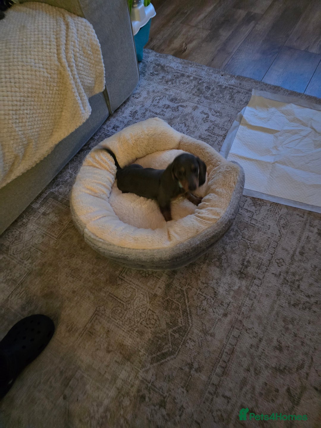 Dachshund dogs for sale: Dachshund puppy  - Advert 3