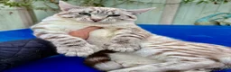 Savannah cats for sale: Breath taking wild looking girl  - Advert 4