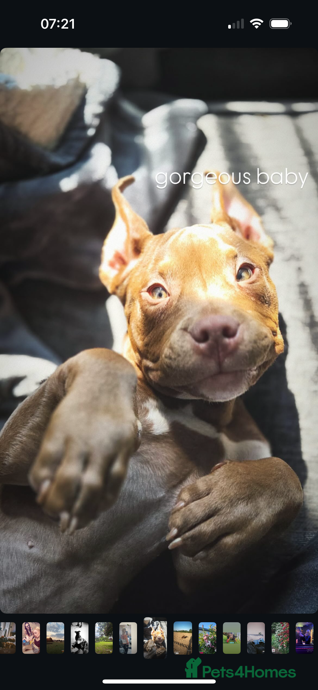 Mixed Breed dogs for sale: pure male pocket bully  - Image 2