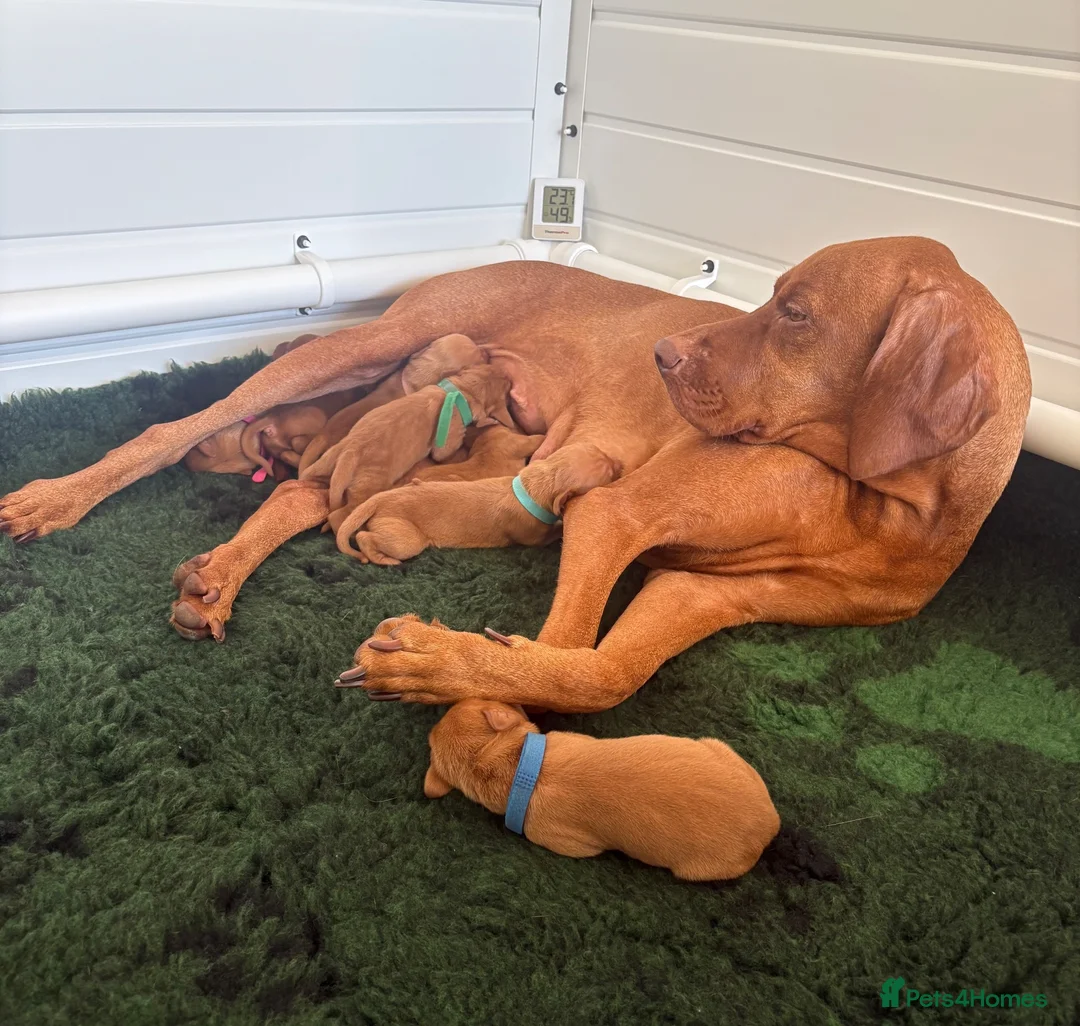 Hungarian Vizsla dogs for sale: Outstanding KC Registered Hungarian Vizsla Puppies - Advert 16