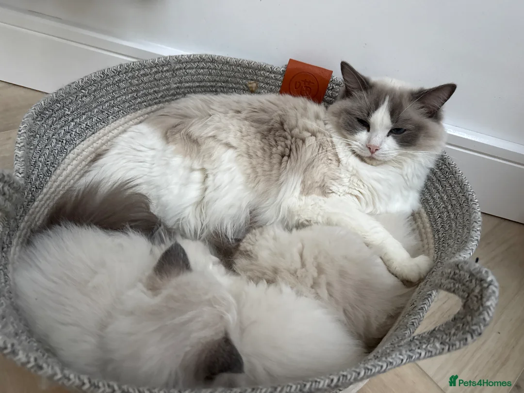Ragdoll cats for sale: ❤️🏅Beautiful GCCF champ blood ragdoll kittens🏅❤️ - Advert 7