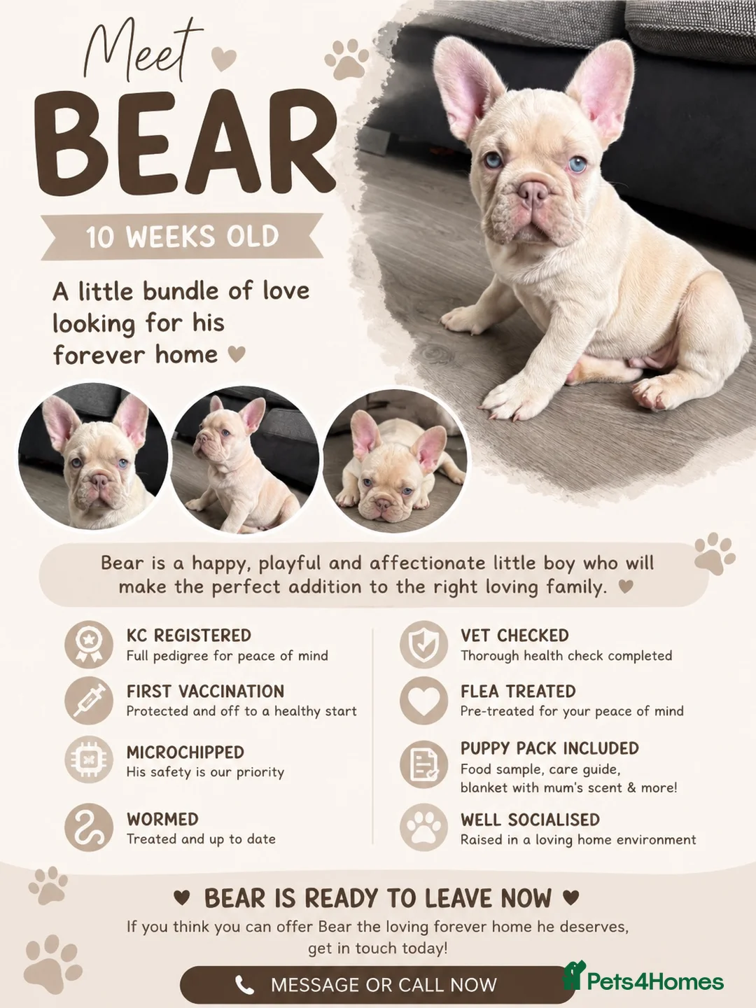 French Bulldog dogs for sale: Meet Bear 🐻 in Saint Helens - Advert 2