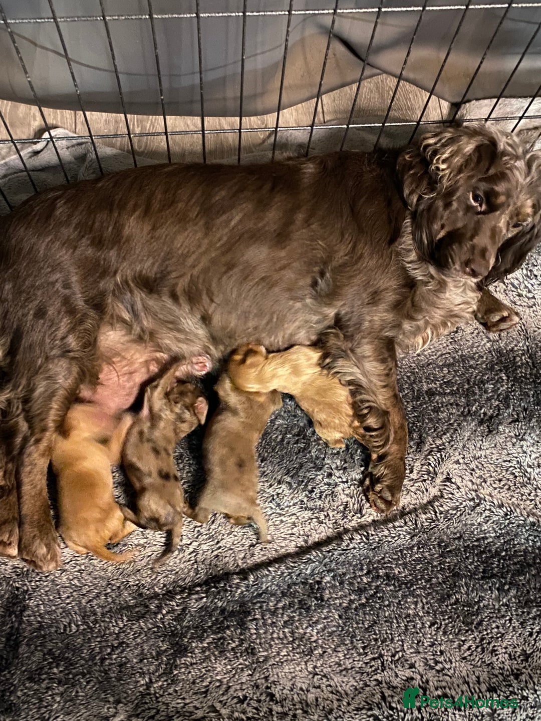 Cocker Spaniel dogs for sale: 2 ABSOLUTELY STUNNING GIRLS LEFT 💜 - Advert 6