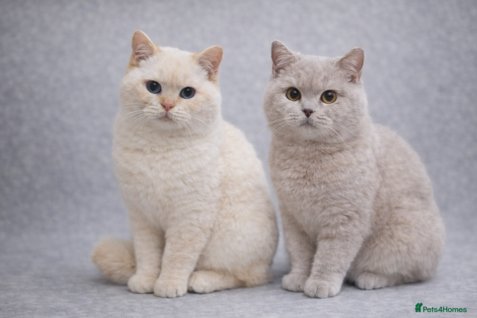 British Shorthair cats RARE Flame Point And Fawn Lilac British Shorthairs - Advert 6