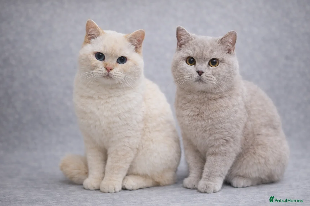 British Shorthair cats for sale: RARE Flame Point And Fawn Lilac British Shorthairs - Advert 2