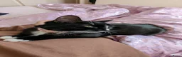 Mixed Breed cats for sale: 5 year old female cat mixed breed - Advert 3