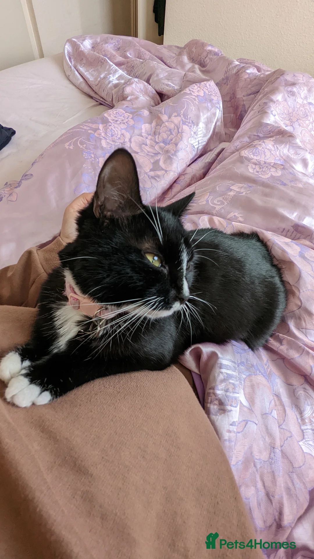 Mixed Breed cats for sale: 5 year old female cat mixed breed - Advert 3