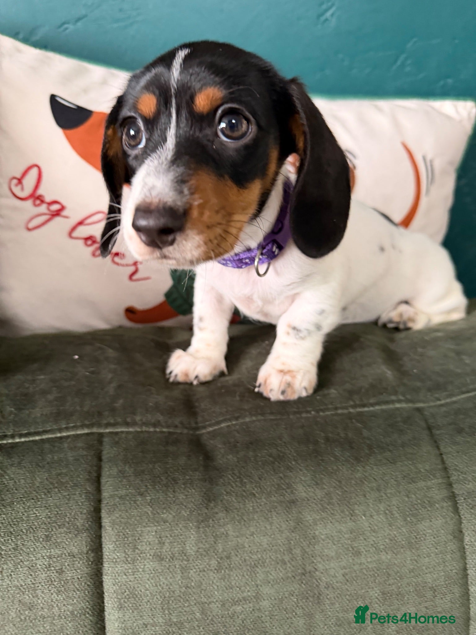 Miniature Dachshund dogs Ready now-4cute piebald miniature dachshund girls - Advert 1