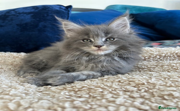 Maine Coon cats Pedigree TICA Registered Maine Coon Large - Advert 15