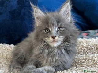 Maine Coon cats Pedigree TICA Registered Maine Coon Large - Advert 3