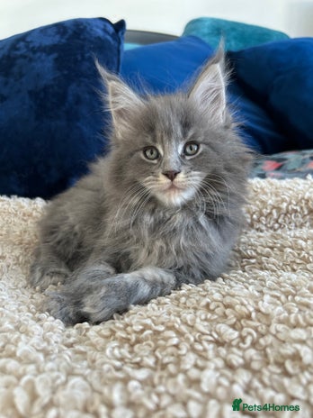 Maine Coon cats Pedigree TICA Registered Maine Coon Large - Advert 9