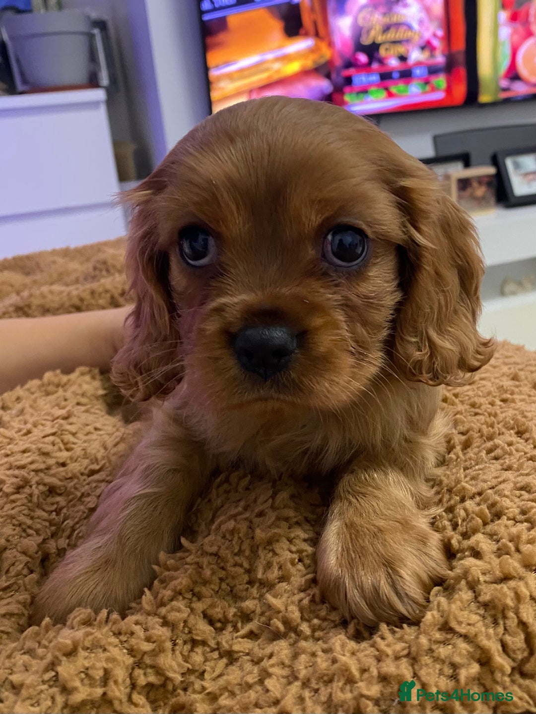 Cavalier King Charles Spaniel dogs for sale: pure Cavalier King Charlse Spaniel - Advert 3