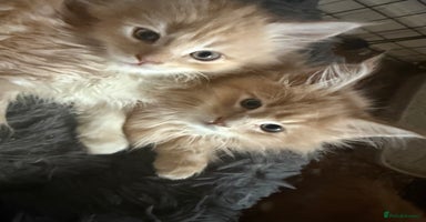 Maine Coon cats - Advert 7