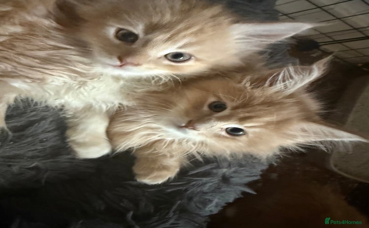 Maine Coon cats - Advert 2