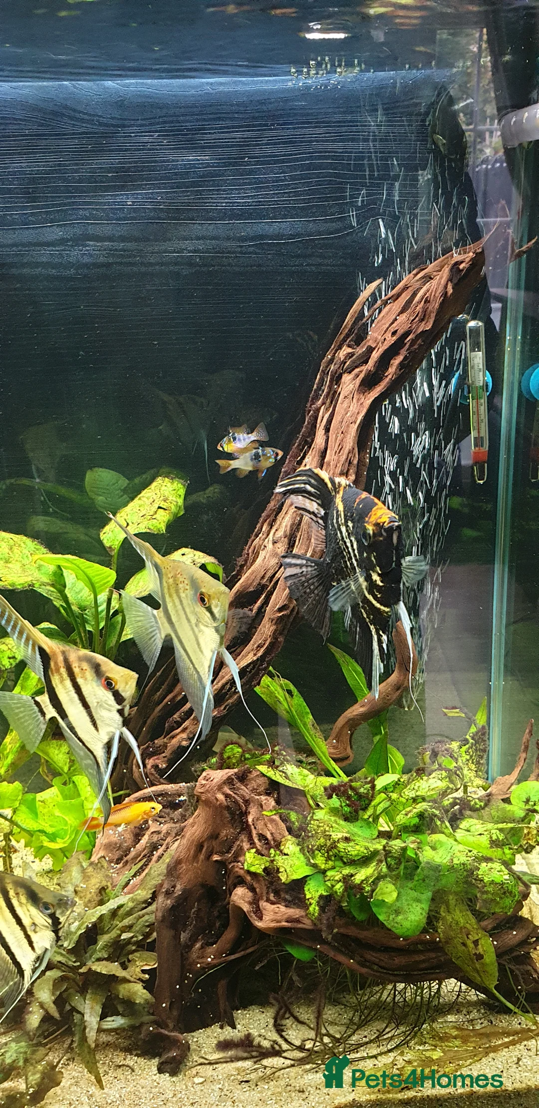 Angelfish fish for sale: Wild type angelfish  in Hinckley - Advert 5