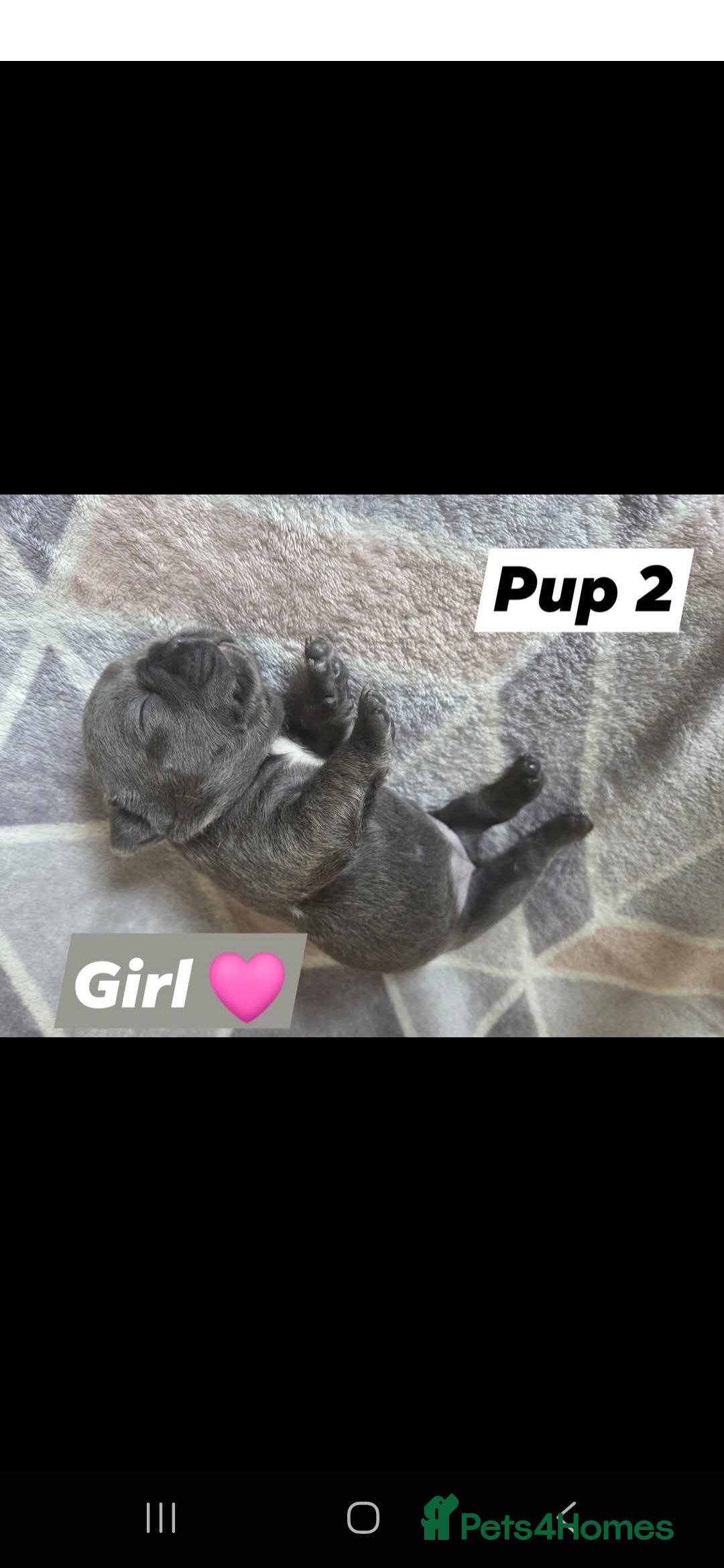 French Bulldog dogs for sale: 4 french bulldog pups - Image 4