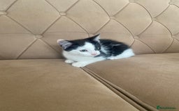 Turkish Angora cats for sale: Meet zara kitten girl looking for forever home. - Image 4