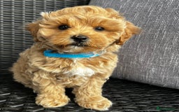 Maltipoo dogs for sale: Gorgeous apricot maltipoo - Image 18