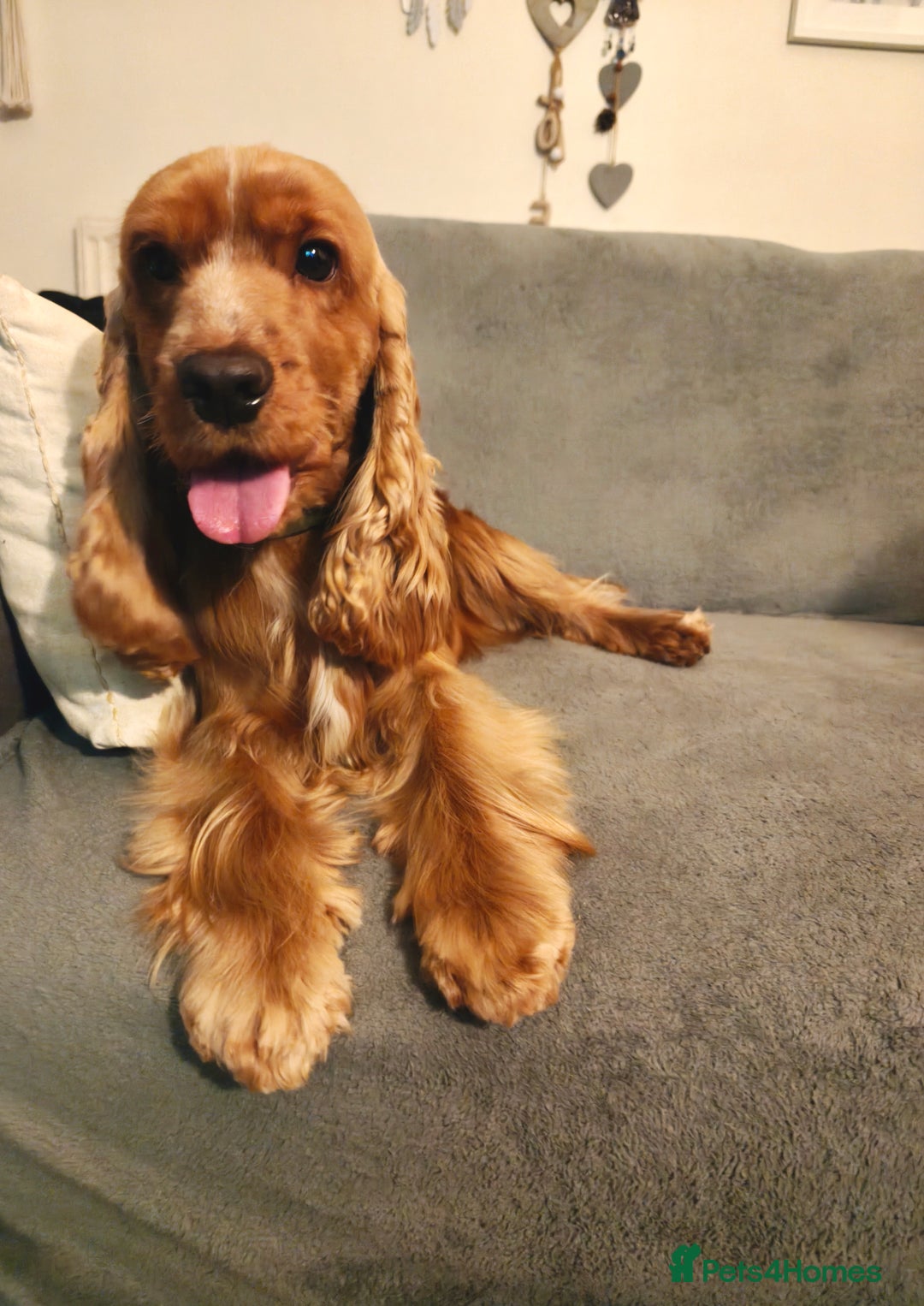 Cocker Spaniel dogs for sale: Two Cocker spaniel dogs. Girl and Boy - Advert 12