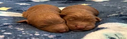 Cockapoo dogs for sale: FB1 apricot cockapoos  in Golspie - Advert 5