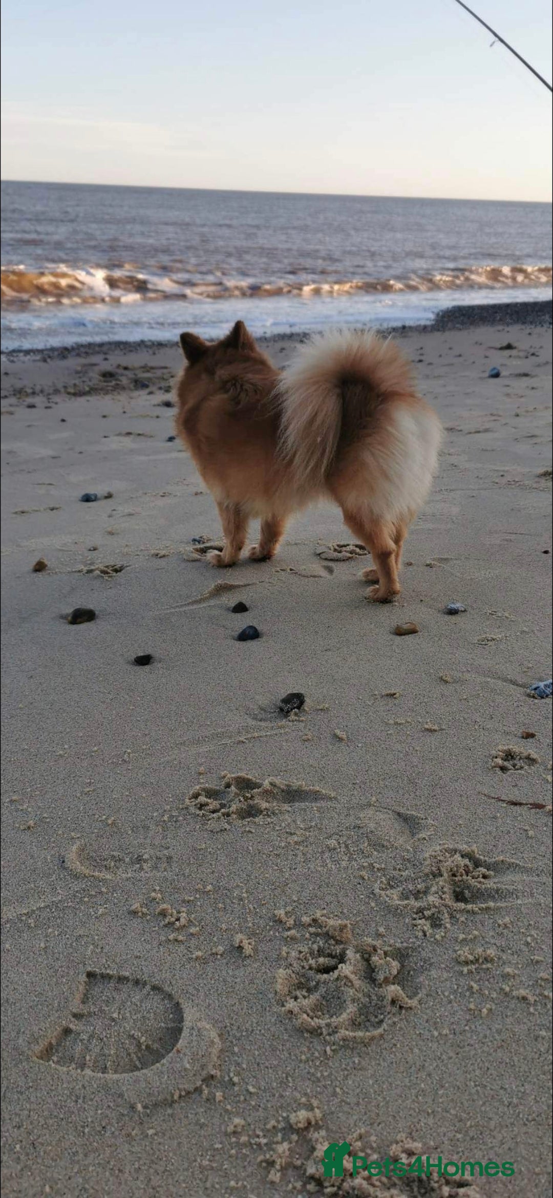 German Spitz dogs for sale: German spitz - Advert 4
