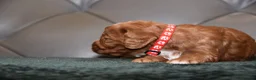 Cockapoo dogs for sale: F1 Toy Cockapoo Puppies Fully Health Tested - Advert 24