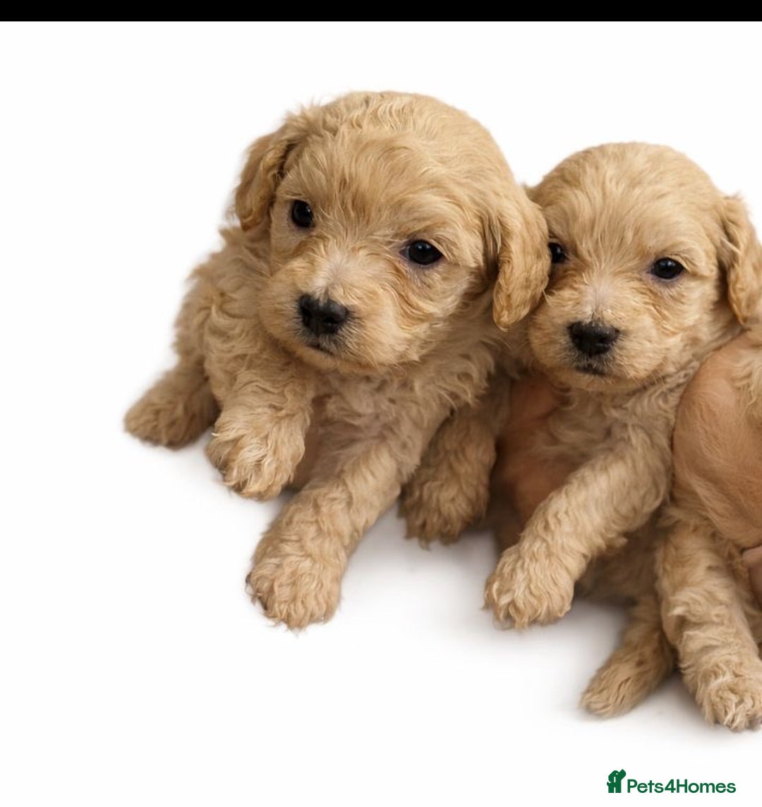 Maltipoo dogs for sale: Korean maltipoo luxury teddy 3 boys  - Advert 12