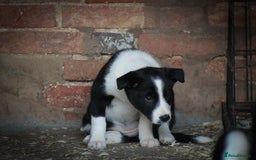 Border Collie dogs for sale: Border Collie Puppies for Sale - Image 5