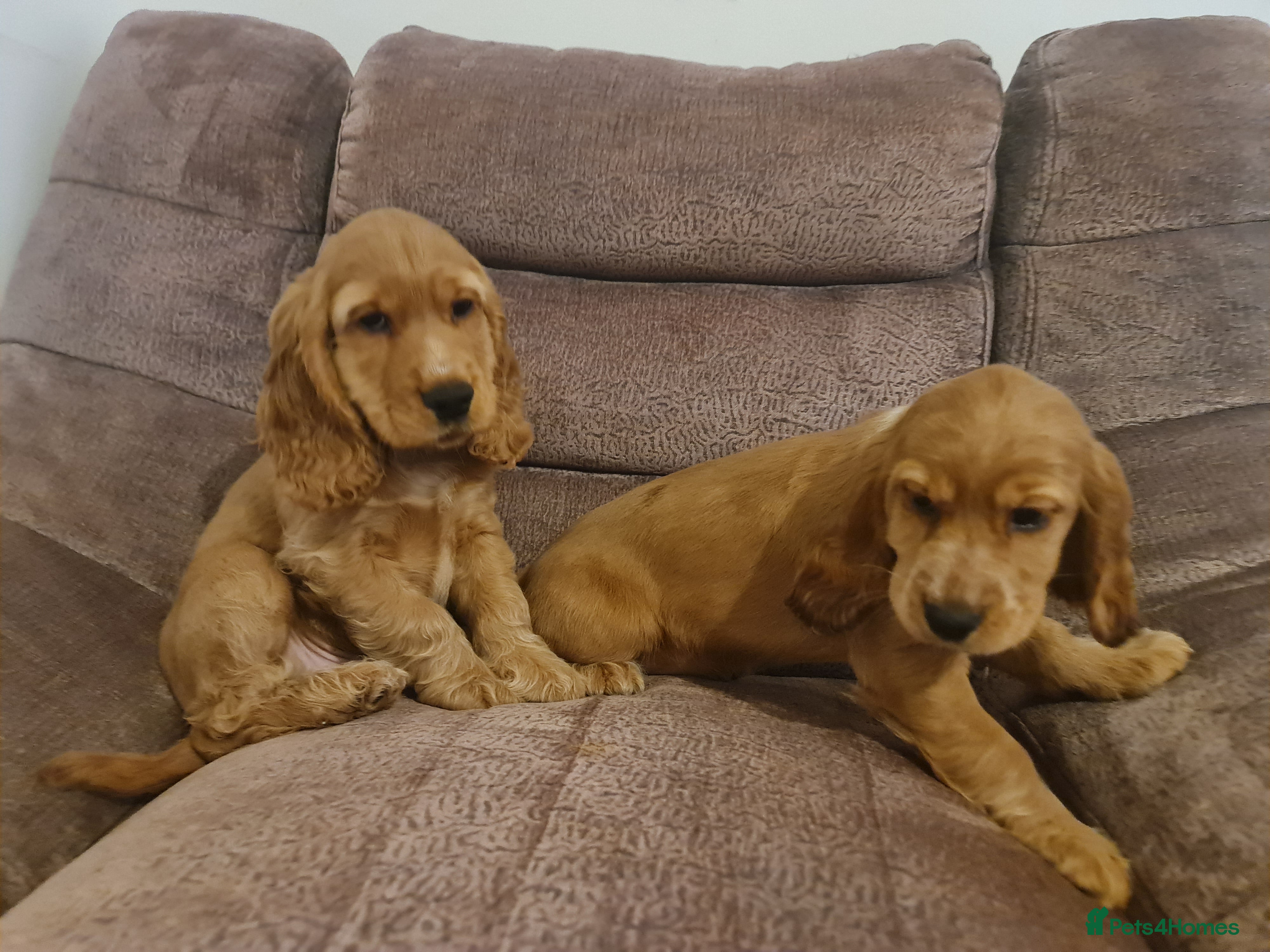 Cocker Spaniel dogs Golden Cocker Spaniel puppies (Boy) - Advert 2