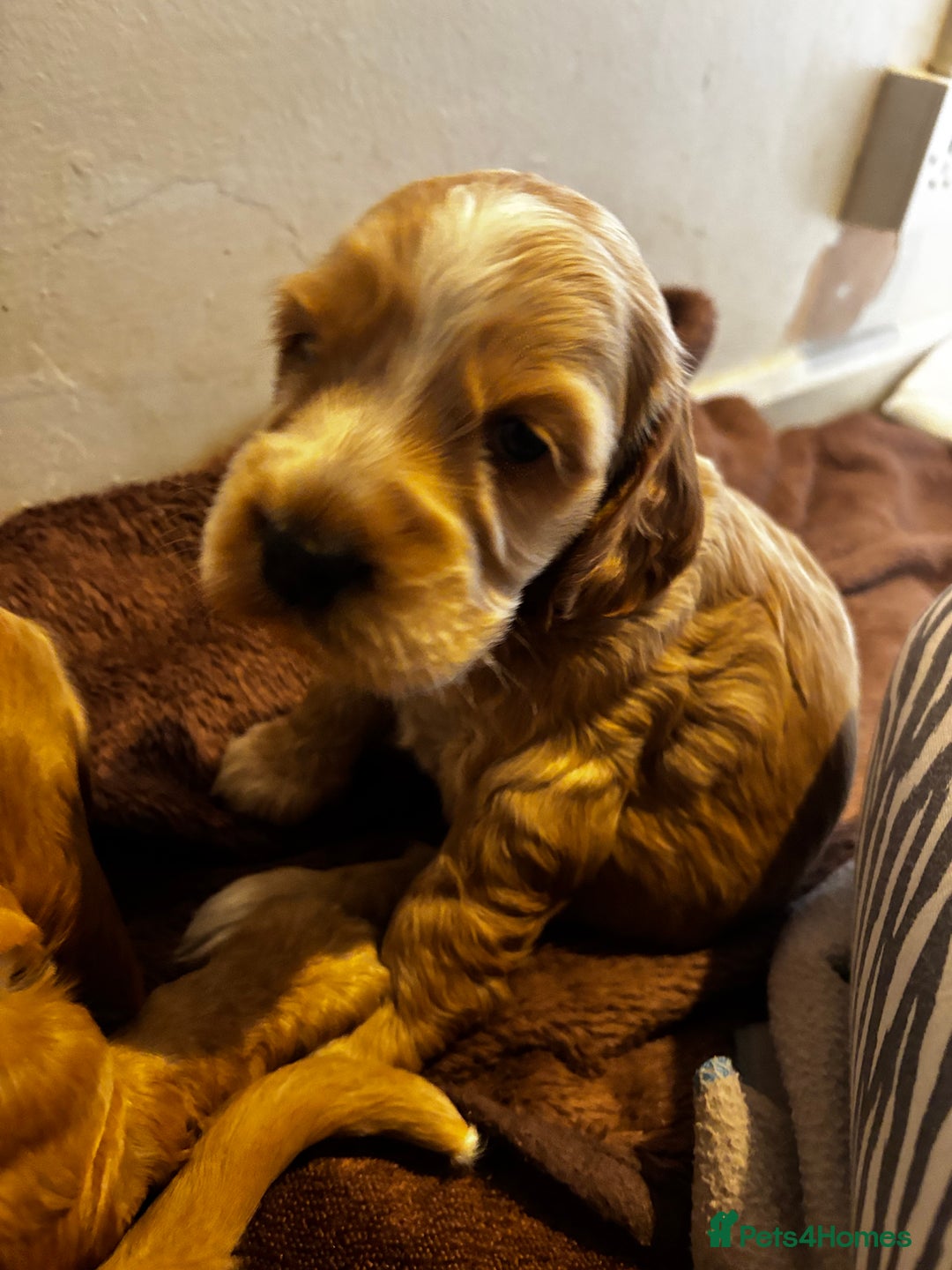 Cocker Spaniel dogs for sale: COME AND MEET US NOW Outstanding  show type - Image 35