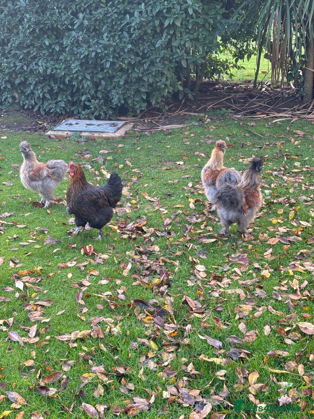 Chickens poultry for sale: 3 female silkie hens - Advert 2