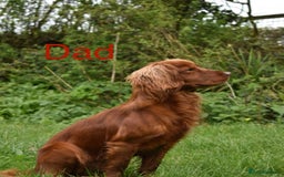 Cocker Spaniel dogs for sale: KC Cocker spaniel pups  - Image 16