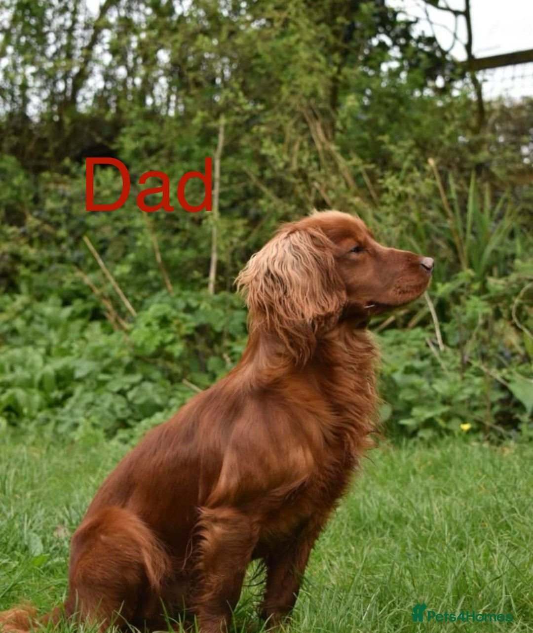 Cocker Spaniel dogs for sale: KC Cocker spaniel pups  - Image 16