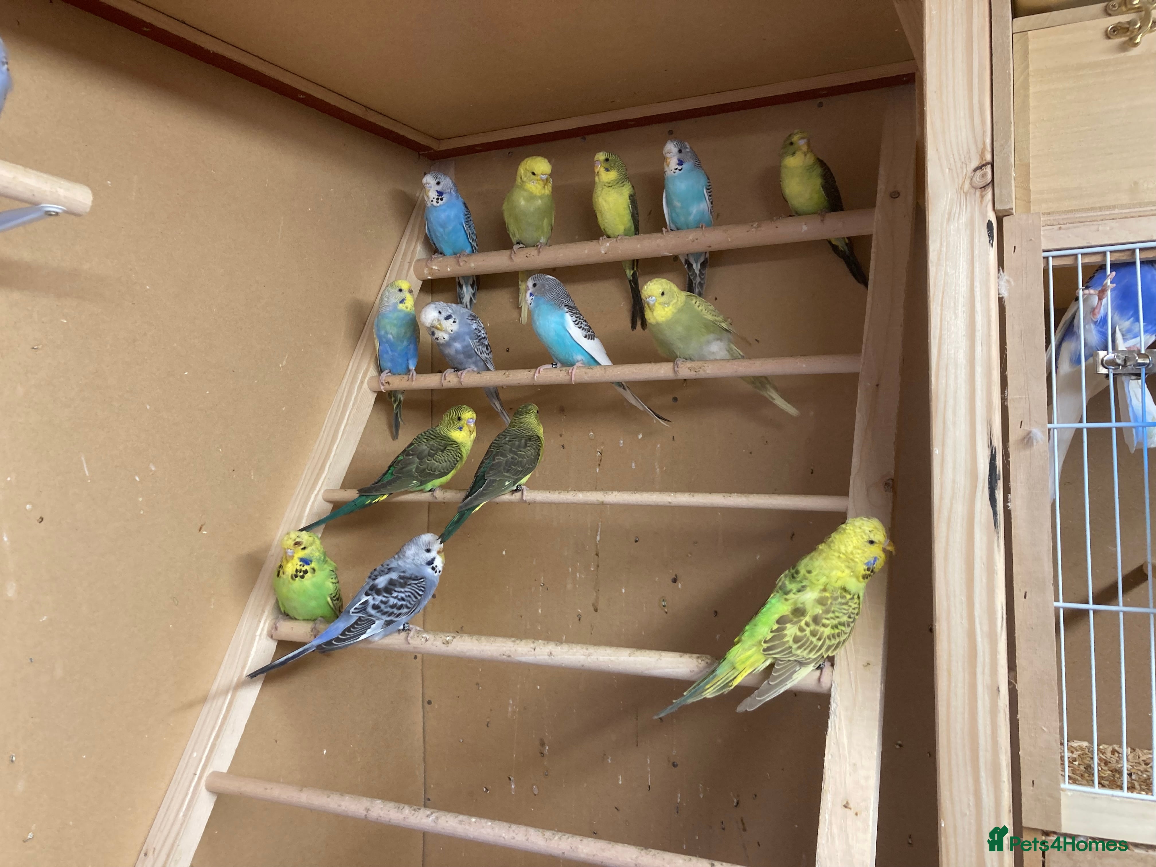 Budgerigars birds 2025 budgies - Advert 14