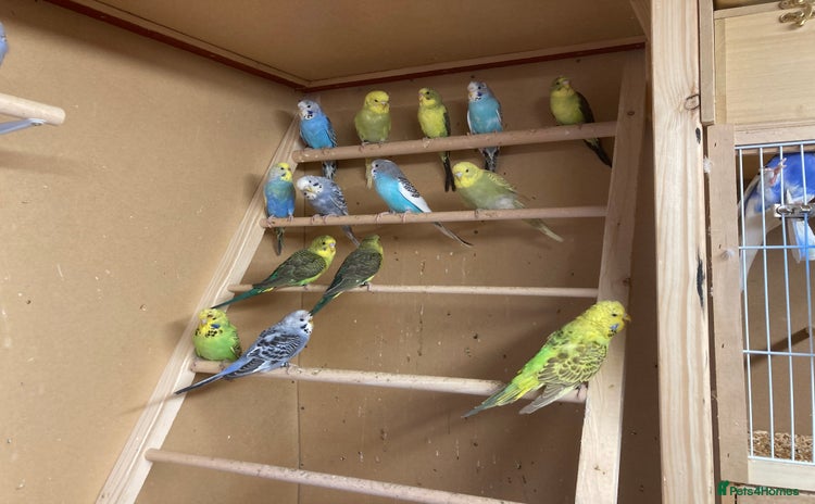 Budgerigars birds - Advert 4