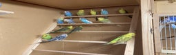 Budgerigars birds for sale: 2025 budgies - Advert 1