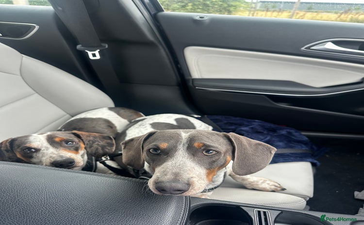 Dachshund dogs - Advert 8