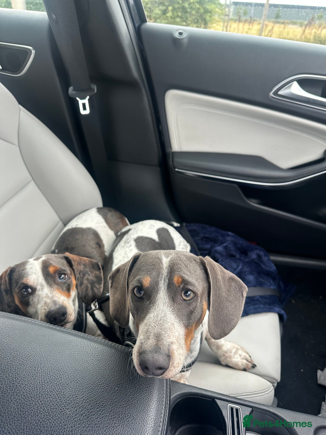 Dachshund dogs for sale: blue piebald Dachshund boys in need of a home - Image 1