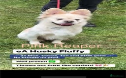 French Bulldog dogs for sale: French bulldog fluffy pink carriers in Dagenham - Image 2